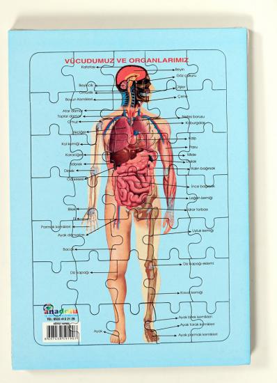 Toptan Anatomi Yapboz Puzzle | Üreticiden Satışa